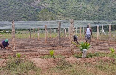 Veg-Garden (2)