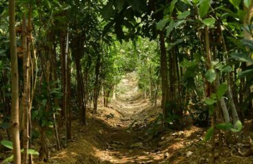 Agroforestry-3