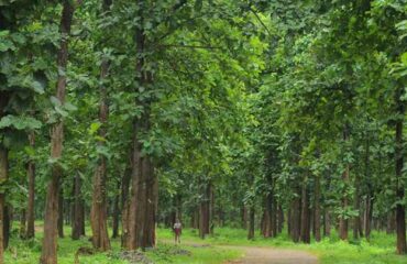 Agroforestry-4