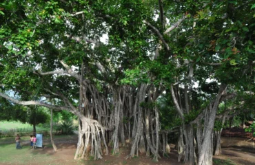 banyan_tree